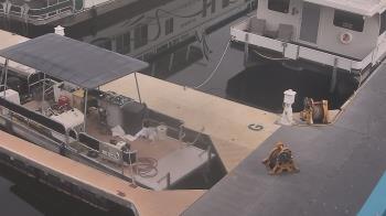 Weather camera view of Lake Powell Resorts and Marinas - Wahweap Marina.