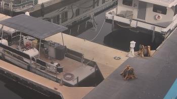 Weather camera view of Lake Powell Resorts and Marinas - Wahweap Marina.