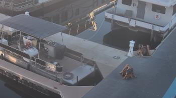 Weather camera view of Lake Powell Resorts and Marinas - Wahweap Marina.