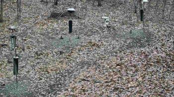 Weather camera view of Cincinnati Nature Center.