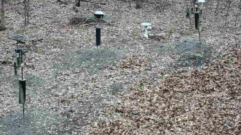 Weather camera view of Cincinnati Nature Center.