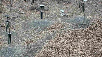 Weather camera view of Cincinnati Nature Center.