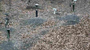 Weather camera view of Cincinnati Nature Center.