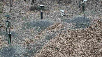 Weather camera view of Cincinnati Nature Center.