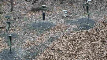 Weather camera view of Cincinnati Nature Center.