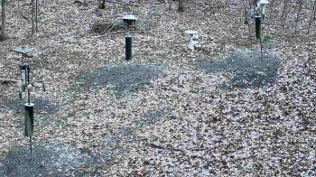 Weather camera view of Cincinnati Nature Center.