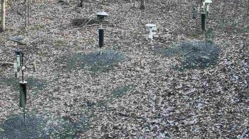 Weather camera view of Cincinnati Nature Center.