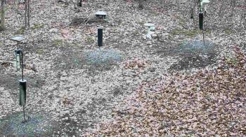 Weather camera view of Cincinnati Nature Center.