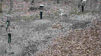 Weather camera view of Cincinnati Nature Center.