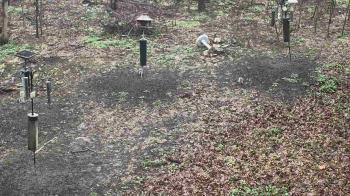 Weather camera view of Cincinnati Nature Center.