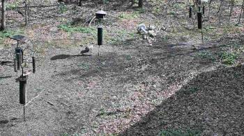 Weather camera view of Cincinnati Nature Center.