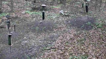 Weather camera view of Cincinnati Nature Center.