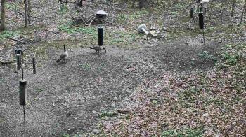 Weather camera view of Cincinnati Nature Center.