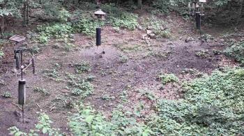 Weather camera view of Cincinnati Nature Center.