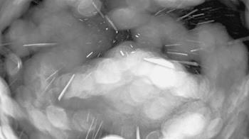 Weather camera view of St Johns Lutheran School.