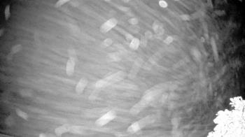 Weather camera view of The Clubs at Houston Oaks.