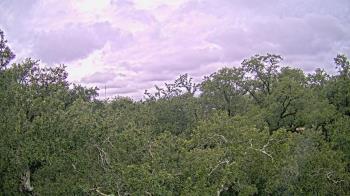 Weather camera view of Metairie Club Gardens.
