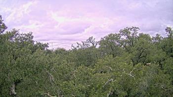 Weather camera view of Metairie Club Gardens.