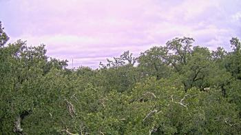 Weather camera view of Metairie Club Gardens.