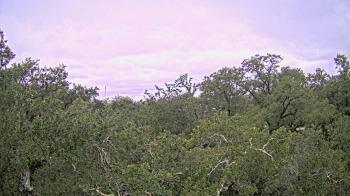 Weather camera view of Metairie Club Gardens.