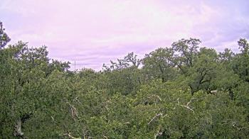 Weather camera view of Metairie Club Gardens.