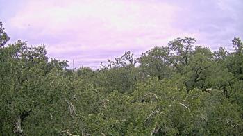Weather camera view of Metairie Club Gardens.