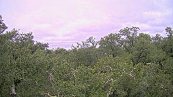 Weather camera view of Metairie Club Gardens.
