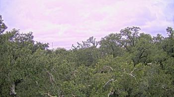 Weather camera view of Metairie Club Gardens.