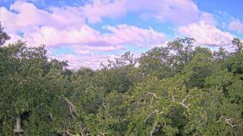 Weather camera view of Metairie Club Gardens.
