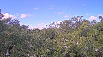 Weather camera view of Metairie Club Gardens.