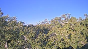 Weather camera view of Metairie Club Gardens.