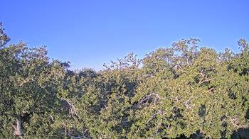 Weather camera view of Metairie Club Gardens.