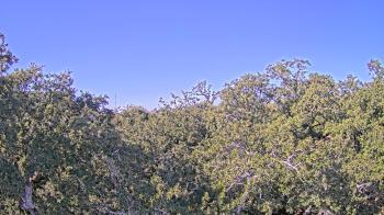 Weather camera view of Metairie Club Gardens.