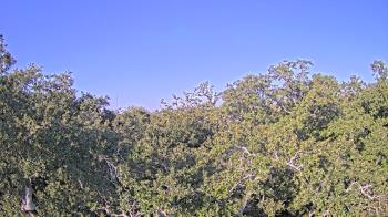 Weather camera view of Metairie Club Gardens.