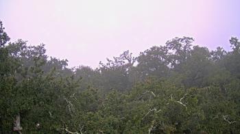 Weather camera view of Metairie Club Gardens.