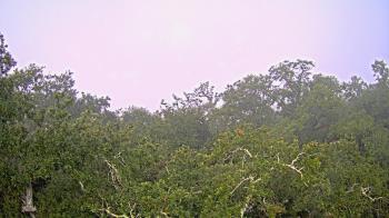 Weather camera view of Metairie Club Gardens.