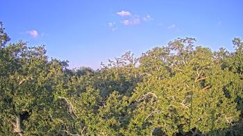 Weather camera view of Metairie Club Gardens.