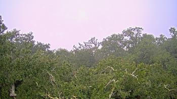 Weather camera view of Metairie Club Gardens.