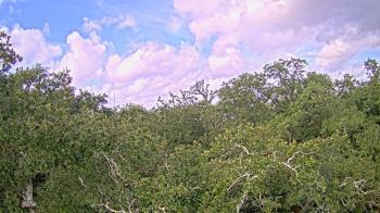 Weather camera view of Metairie Club Gardens.