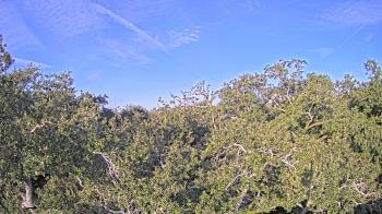 Weather camera view of Metairie Club Gardens.