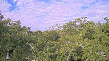 Weather camera view of Metairie Club Gardens.