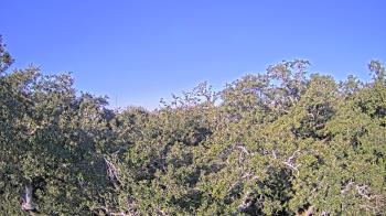 Weather camera view of Metairie Club Gardens.