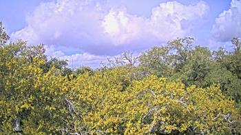 Weather camera view of Metairie Club Gardens.