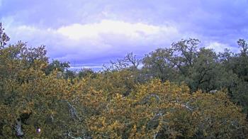Weather camera view of Metairie Club Gardens.