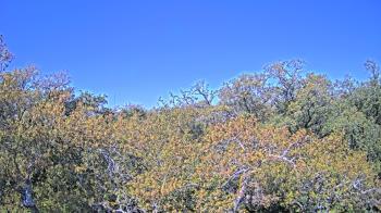 Weather camera view of Metairie Club Gardens.