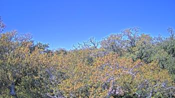 Weather camera view of Metairie Club Gardens.