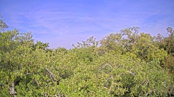 Weather camera view of Metairie Club Gardens.