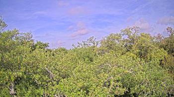 Weather camera view of Metairie Club Gardens.