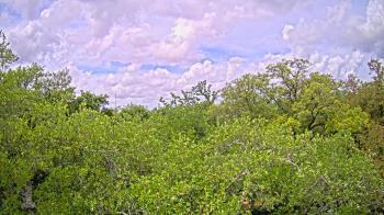 Weather camera view of Metairie Club Gardens.