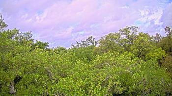 Weather camera view of Metairie Club Gardens.